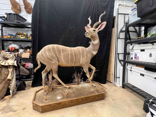 Lesser Kudu