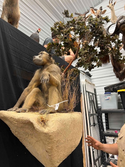 Baboon Mount