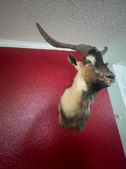 Ferrell Goat