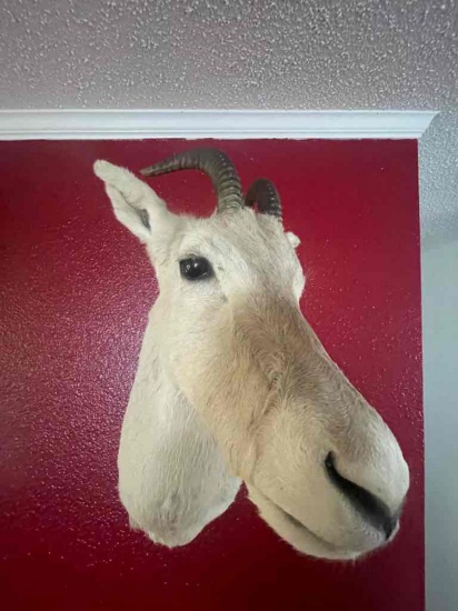 Persian Gazelle