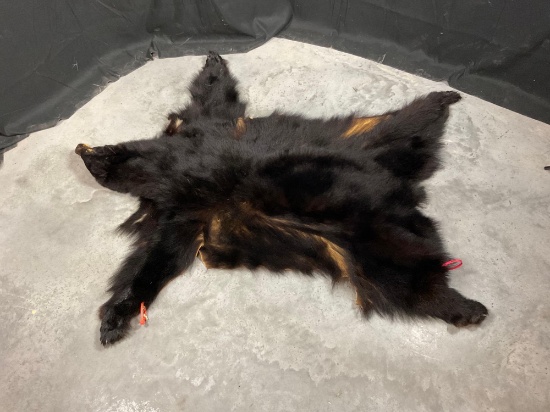Black Bear Hide DO NOT BID IF YOU ARE FROM CA FL NE ND OK SD VA WV