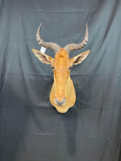 Cokes Hartebeest
