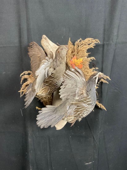 Gambels Quail