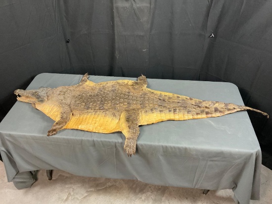 Crocodile Hide