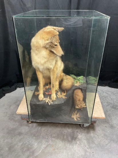 Coyote & Mink