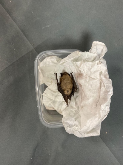 Bat