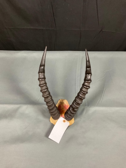 Topi Horns