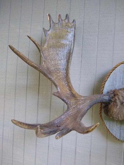 Moose Rack