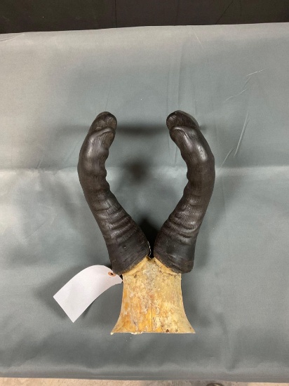 Red Hartebeest Horns