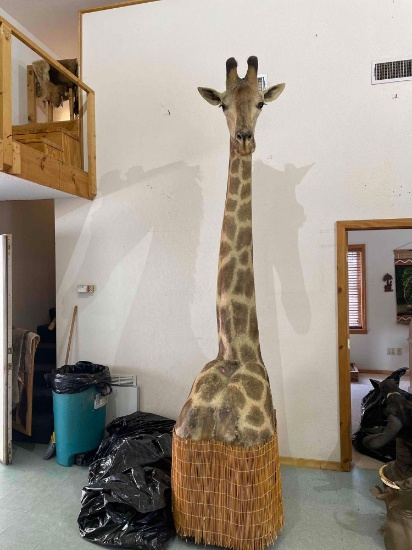 Giraffe Mount