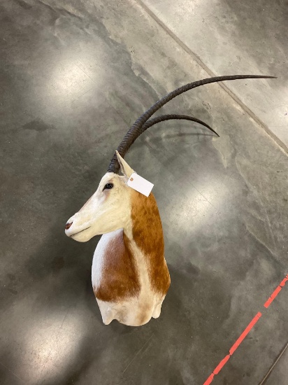 Oryx