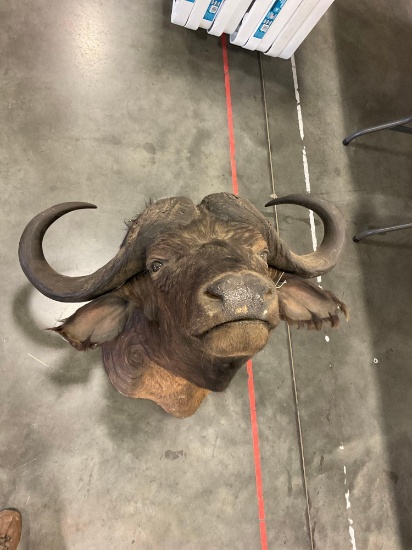 Cape Buffalo