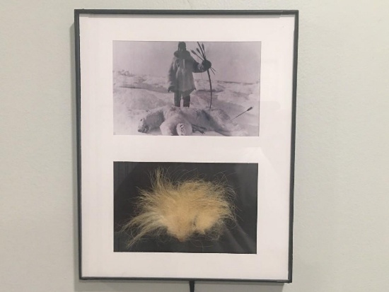VERY RARE Taxidermy Polar Bear Fur and Framed COPY of a Polar Bear Picture U.S. Residents Only!