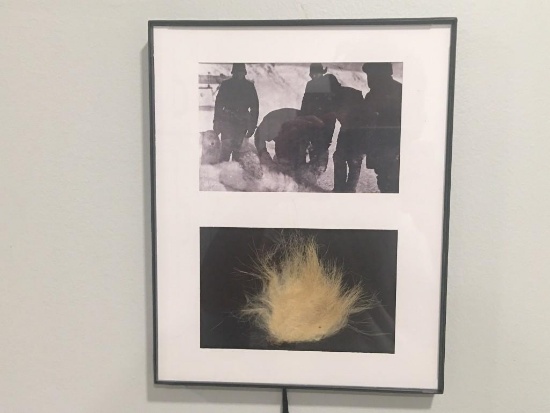 VERY RARE Taxidermy Polar Bear Fur and Framed COPY of a Polar Bear Picture U.S. Residents Only!