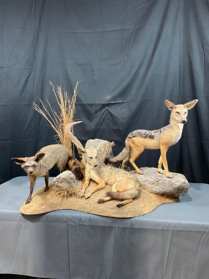 Fox Family