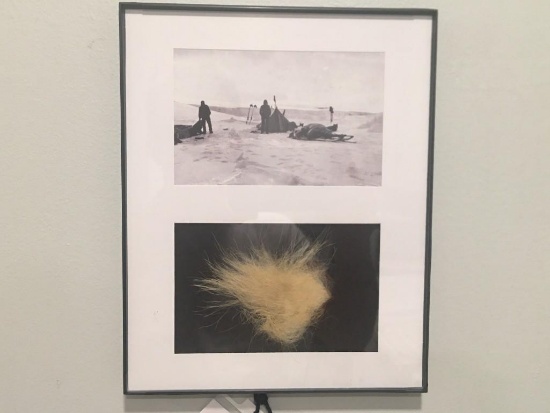 VERY RARE Taxidermy Polar Bear Fur and Framed COPY of a Polar Bear Picture U.S. Residents Only!