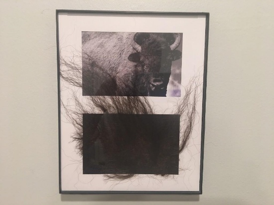 Genuine Taxidermy Buffalo / Taxidermy Bison Fur and Framed COPY of a Buffalo / Bison Picture