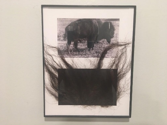 Genuine Taxidermy Buffalo / Taxidermy Bison Fur and Framed COPY of a Buffalo / Bison Picture