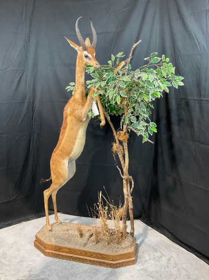 Gerenuk