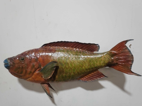 HIGH END REPLICA TAXIDERMY FISH MOUNT