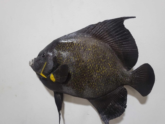 HIGH END REPLICA TAXIDERMY FISH MOUNT