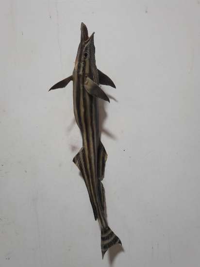 REMORA HIGH END REPLICA TAXIDERMY FISH MOUNT
