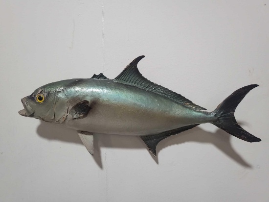 HIGH END REPLICA TAXIDERMY FISH MOUNT