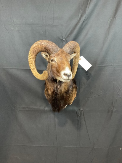 Mouflon