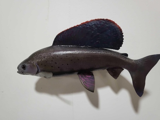 GRAYLING HIGH END REPLICA TAXIDERMY FISH MOUNT