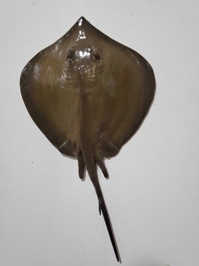 STINGRAY HIGH END REPLICA TAXIDERMY FISH MOUNT