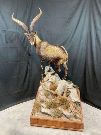 Spanish Ibex