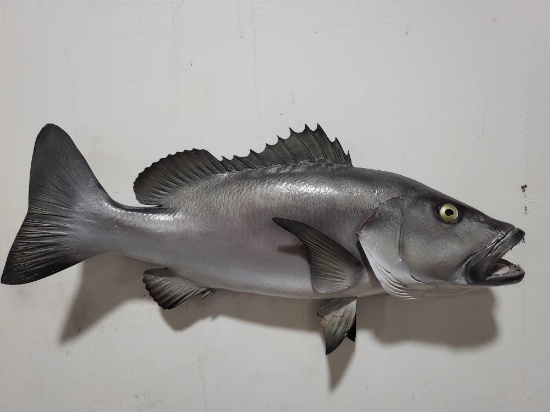 HIGH END REPLICA TAXIDERMY FISH MOUNT