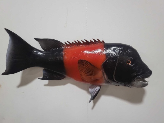 CALIFORNIA SHEEPHEAD HIGH END REPLICA TAXIDERMY FISH MOUNT