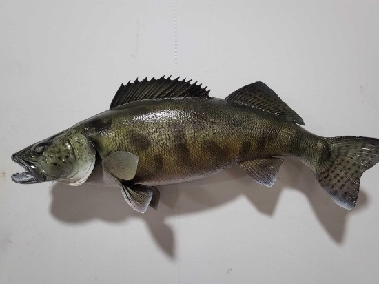 WALLEYE HIGH END REPLICA TAXIDERMY FISH MOUNT