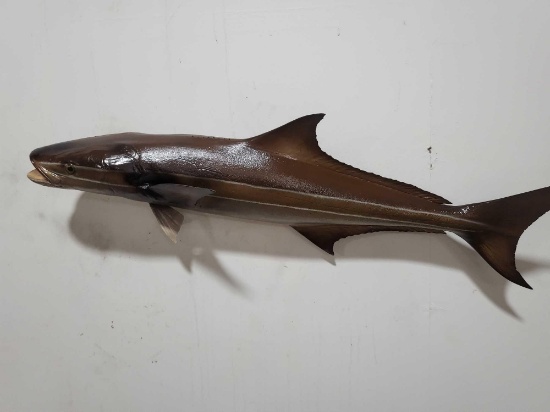 COBIA HIGH END REPLICA TAXIDERMY FISH MOUNT