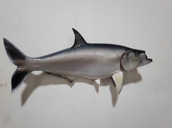 TARPON HIGH END REPLICA TAXIDERMY FISH MOUNT