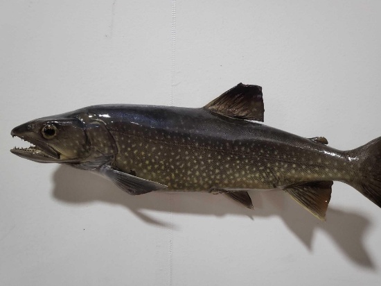 HIGH END REPLICA TAXIDERMY FISH MOUNT
