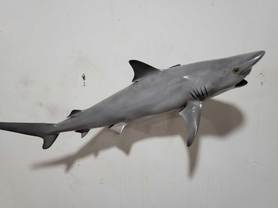 SAND SHARK HIGH END REPLICA TAXIDERMY FISH MOUNT