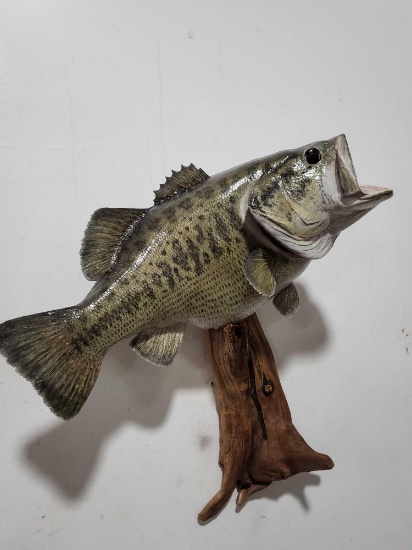 LARGEMOUTH BASS HIGH END REAL SKIN TAXIDERMY FISH MOUNT