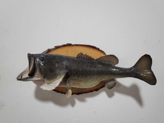 LARGEMOUNT BASS HIGH END REPLICA TAXIDERMY FISH MOUNT