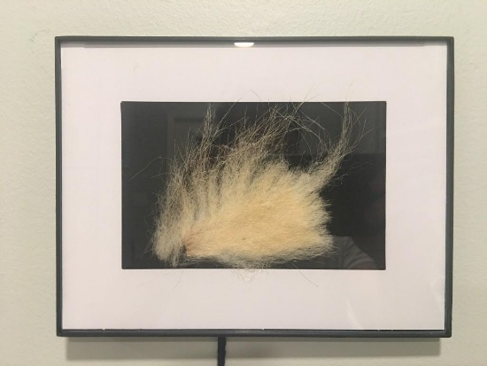 SUPER RARE Taxidermy Polar Bear Fur in Frame U.S. Residents Only!