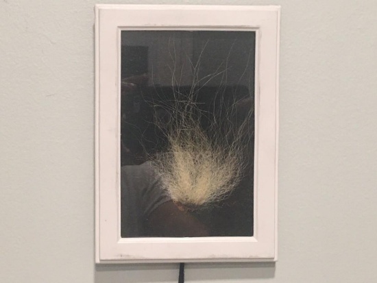 VERY RARE Taxidermy Polar Bear Fur in Frame U.S. Residents Only!