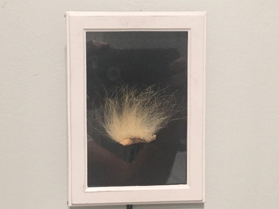 VERY RARE Taxidermy Polar Bear Fur in Frame U.S. Residents Only!