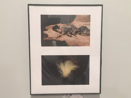 VERY RARE Taxidermy Polar Bear Fur and Framed COPY of a Polar Bear Picture U.S. Residents Only!