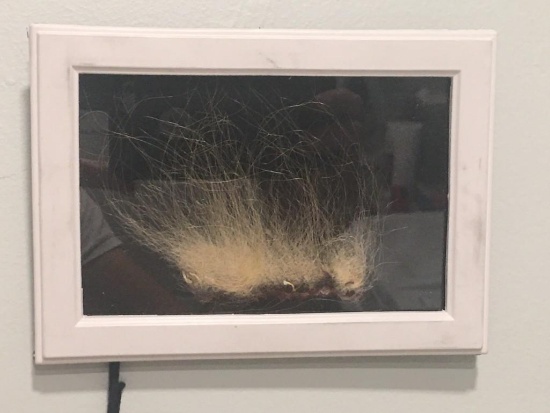 ULTRA RARE Taxidermy Polar Bear Fur in Frame U.S. Residents Only!