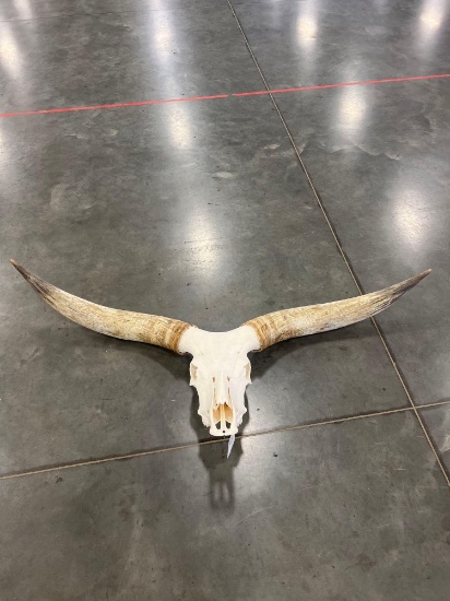 Watusi