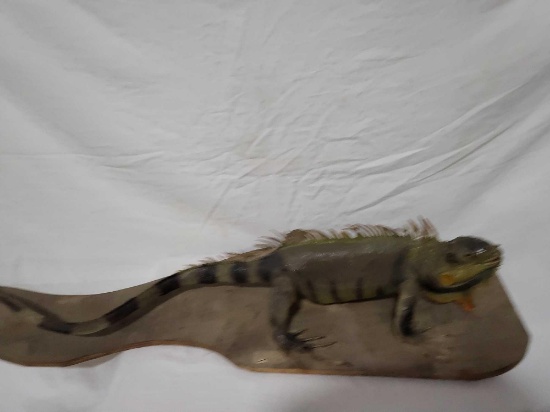 TAXIDERMY LIZARD MOUNT