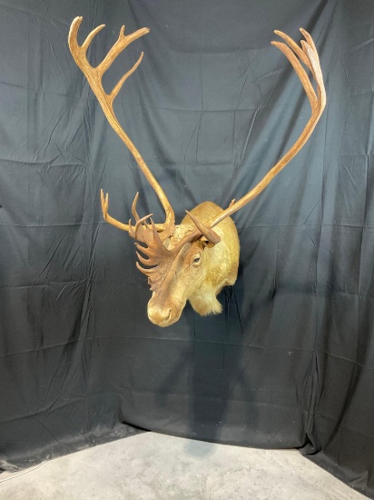 Caribou Mount