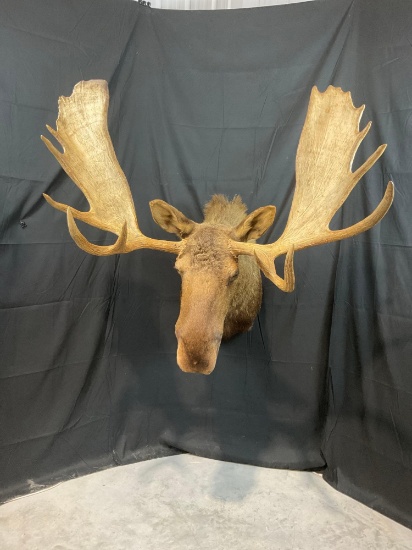 Moose Mount