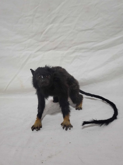 MARMOSET MONKEY TAXIDERMY MOUNT